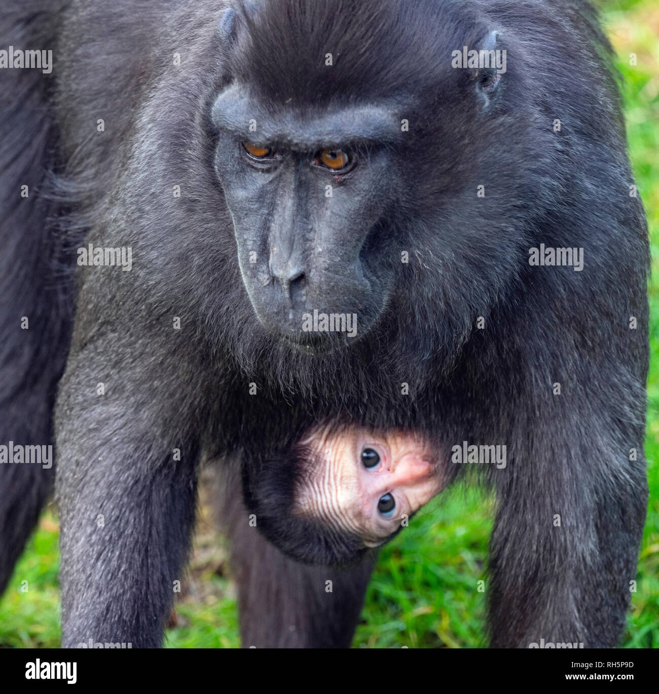 Celebes crested macaque Macaca nigra also known as the crested black macaque, Sulawesi crested macaque, or the black ape with month old young. Stock Photo