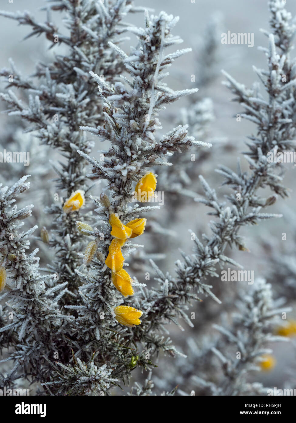 Gorse in flower in mid winter covered in frost and snow Stock Photo