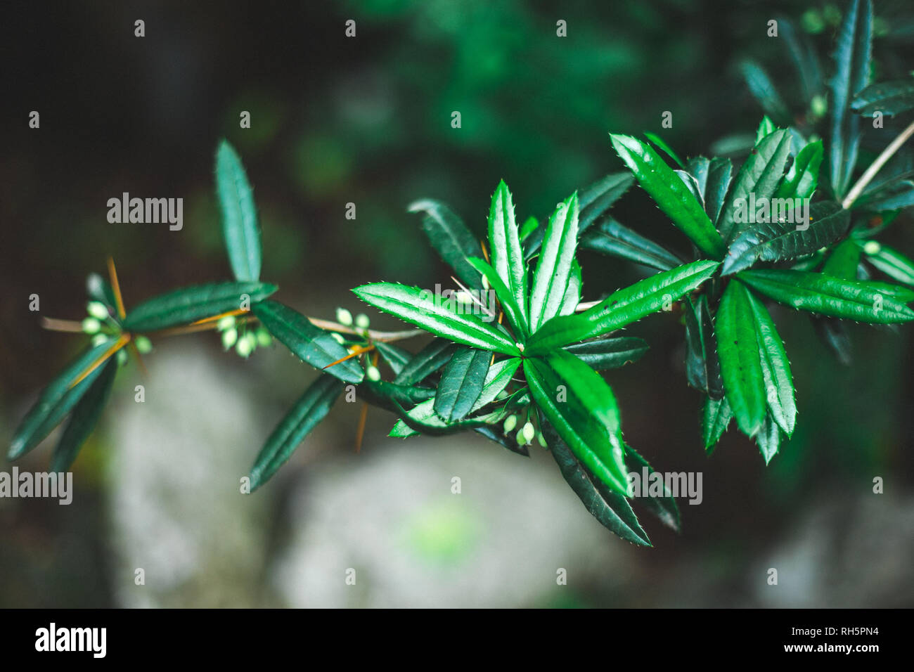 Close-up of spiny thick green leaves with small white berries. Stock Photo