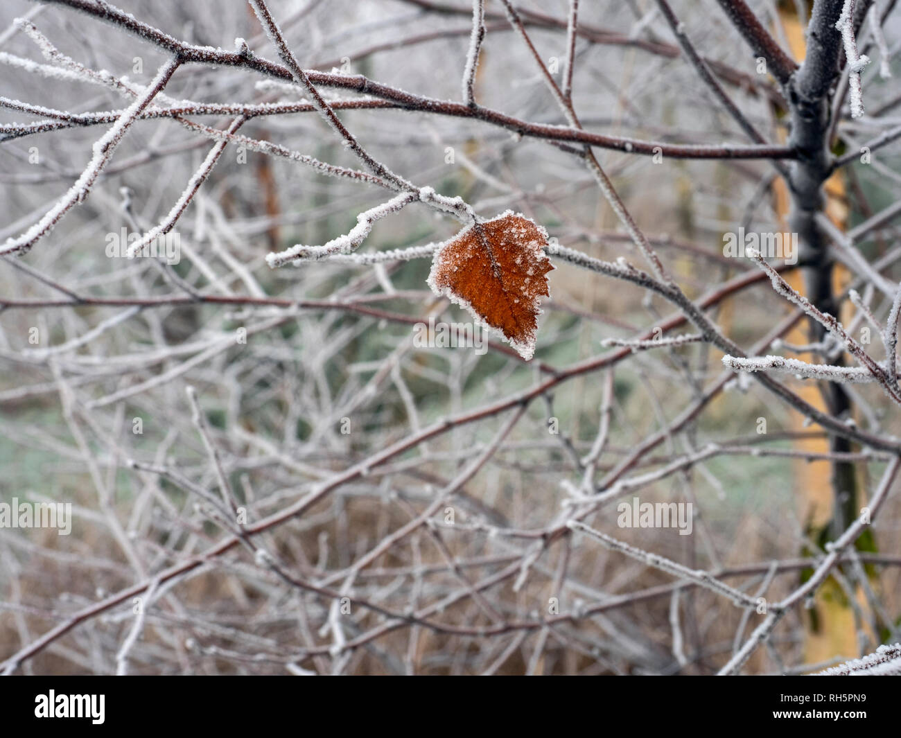 Silver Birch  Betula pendula a single leaf hanging on Stock Photo