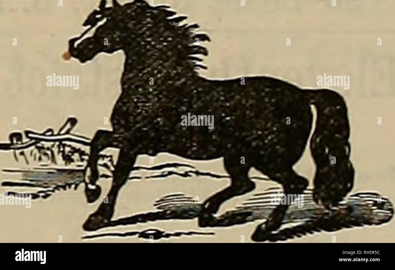 2 man 1 horse