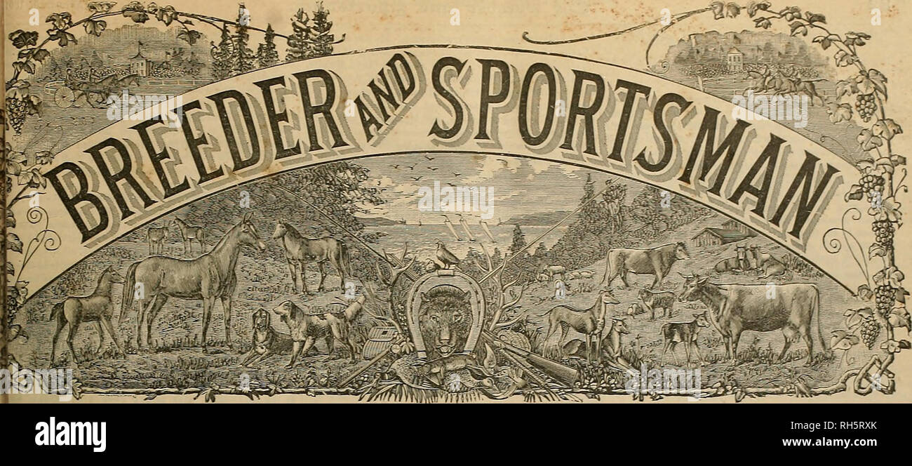 . Breeder and sportsman. Horses. Vol. XXXV. No. 6. No. MM GEARY STKEET. SAN FEA.NCISCO, SATURDAY, AUGUST 5,1899. SPURTS, SKIPS AND SKIVES. [By the Geeen 'Us.] If, as the poet says, &quot;coming events cast their shadows before,&quot; Santa Rosa will witness the inaugura. tion of one of the greatest harness race meetings ever held this side of theEocky Mountains when the Breed era open the gates of the Pierce track there a week from Monday, and Sam Gamble tells the drivers &quot;come down for the word, gentlemen.&quot; There has been no snch interest manifested in an event of this kind for year Stock Photo