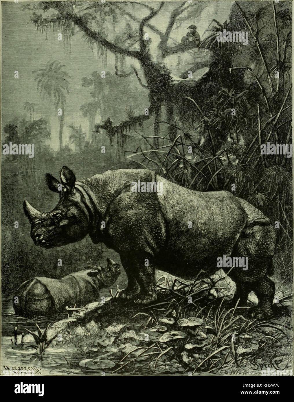 Brehm's Life of animals : a complete natural history for popular home  instruction and for the use of schools. Mammalia. Mammals; Animal behavior.  INDIAN RHINOCEROS. Here in a deep, damp part