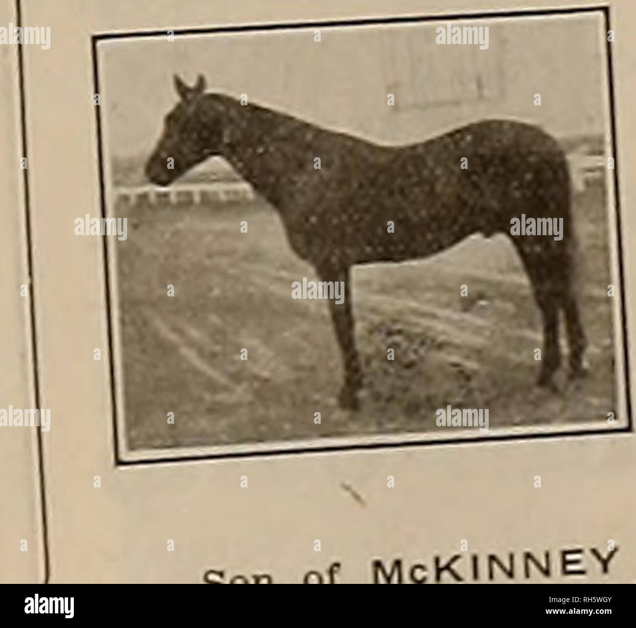 . Breeder and sportsman. Horses. his inbOUIUSe^; 'â &quot;4   nAPHNE McKINNEY prsl bv Guy WilK.es i-iJ7i. exeat individual, ^lul f&quot; t-tMrtilv rising young sire, Bav horse, in every respect a g;eai getter a a steadily ^ s c age G^od pasturage at $2.50 per month. For ^ ^^ ^^ ^ ' âno oresent day champions of all ages ââ .â 5-OSii foremost among present; uÂ«, From the family of Bingen 2.06,4, ^ s  ^am Tva Dee by Onward 2:25*), sire of ââât o-113i (by Bingen, dam Iva &quot;Â«Â»' two-year-olds and Son of The Exponent 2.1 WJ ^^ G three.year-olds, 20 two 32 performers including The lemv *lSriT-&q Stock Photo