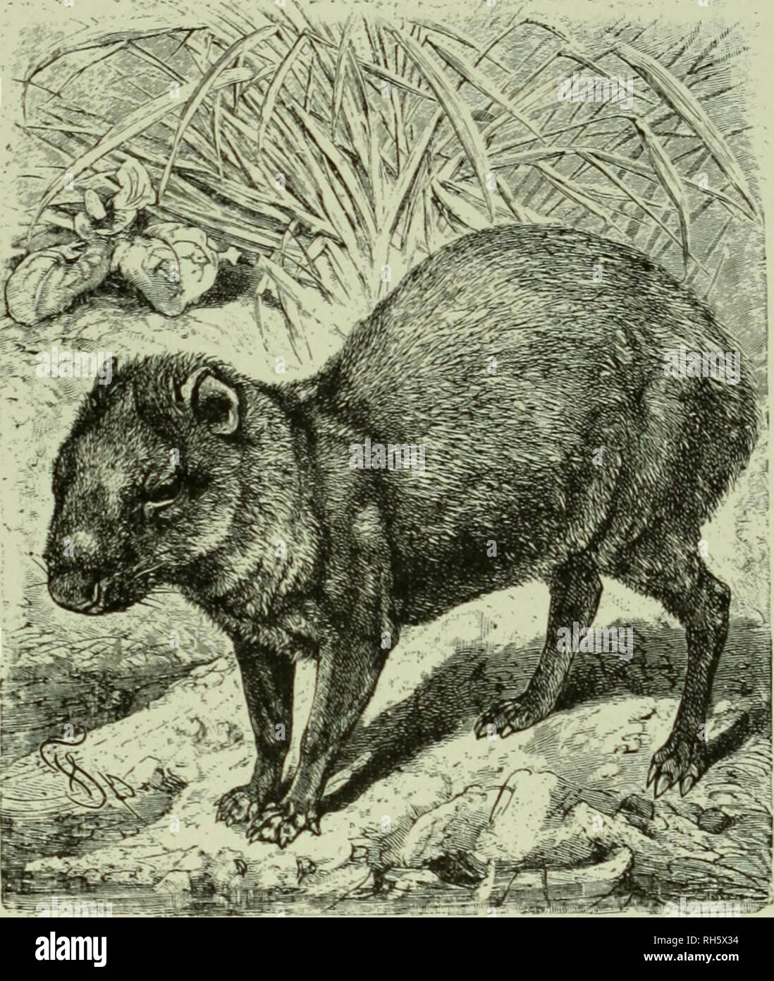 Brehm's Life of animals : a complete natural history for popular home  instruction and for the use of schools. Mammalia. Mammals; Animal behavior.  THE GUINEA PIG FAMILY—PACA. 363 Dog be set