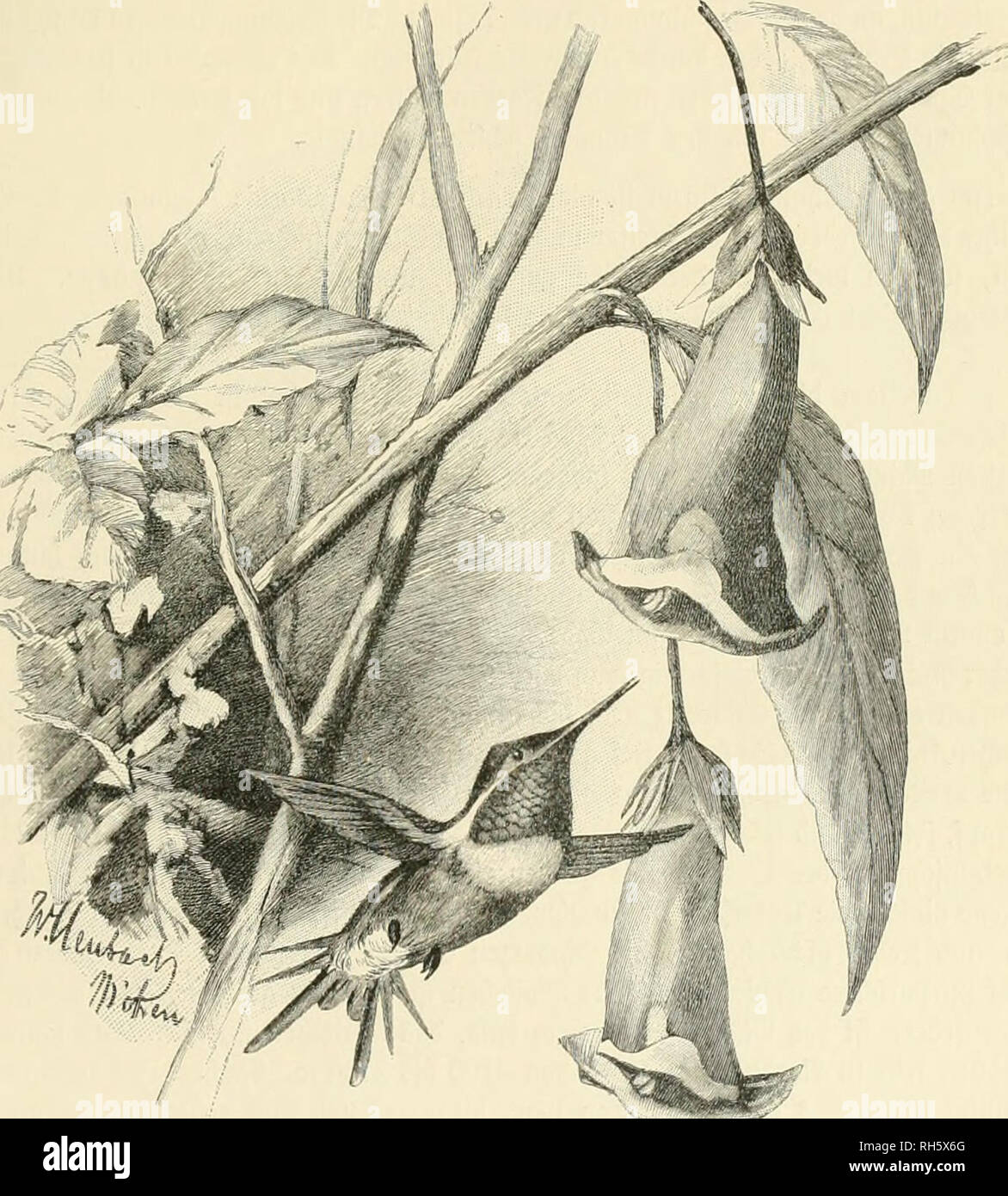 Page 170 A Rt High Resolution Stock Photography And Images Alamy