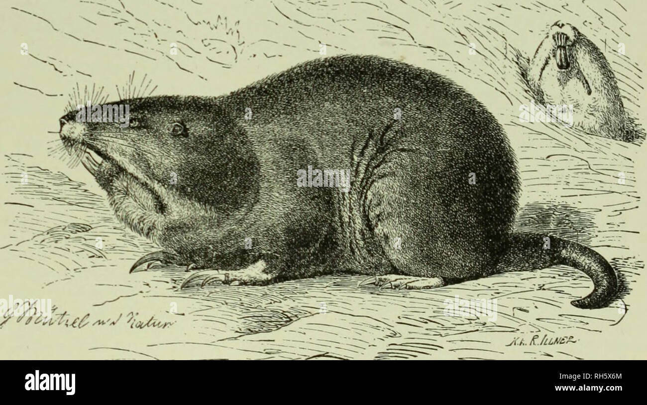 Brehm S Life Of Animals A Complete Natural History For Popular Home Instruction And For The Use Of Schools Mammalia Mammals Animal Behavior Lt T Least Pocket M 11 5 Cricetodip U S