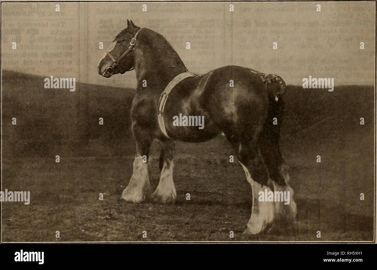 Breeder and sportsman. Horses. » Saturday, March 24, 1917.] THE ...