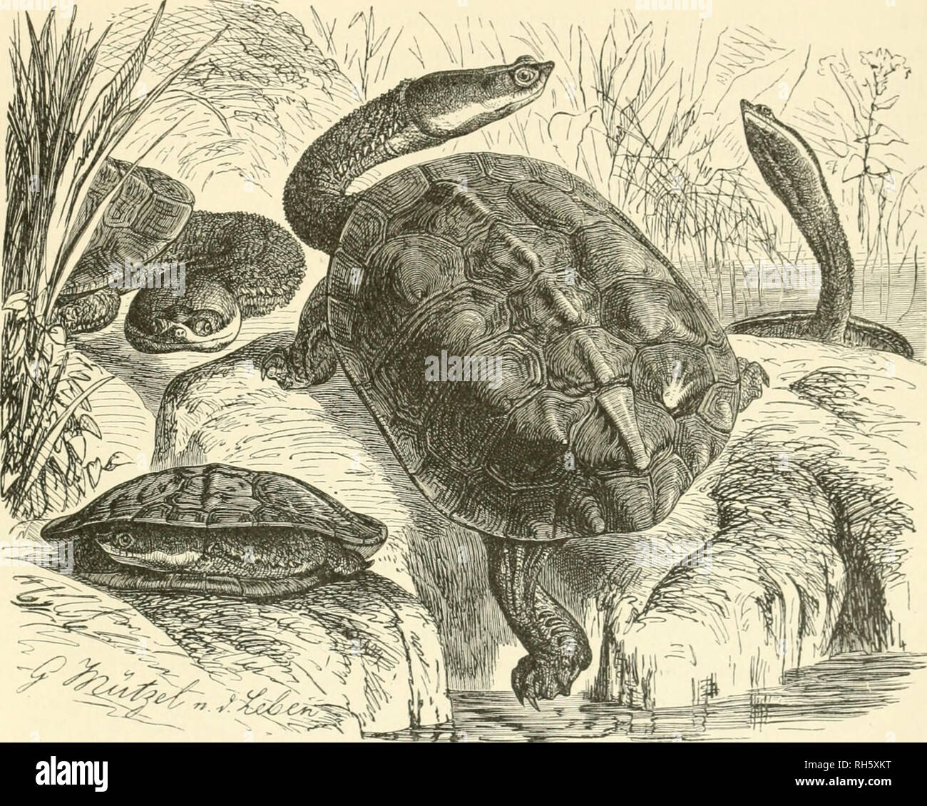 . Brehms Tierleben. Allgemeine kunde des Tierreichs. Zoology; Animal behavior. 3{rgentinifd)e ©d)Iangen:^oB[cE)ilbfröte. 483 2Sa§ 3ut)örberft ba§ *?(uy[c^en ber Hydromedusa anbelangt, o I)cbt trefft Tjerbor, baf3 ^opi unb s^alä öoncinanber nieljr a6c3c[el^t finb afö bei ber au[ti-ali|djen Sd)(angenl}a[g= jd)i(b!röte unb ber ^l:op] flad)er, bie §aMänge nod) ettpaä größer ift oB bei biefer. ^er S3aud)= panjer ift beim 2Rännd)en Ijintcn fal}n|ürmig au^HjcIjöIjlt nnb [piU)uinf(ig au?H3efd)nitten, bei bcni anfdjcinenb lueit feltencren Seibdjen ]iad), mit faft [tunipfiuintligem 5(u£^idjnitt; bei be Stock Photo