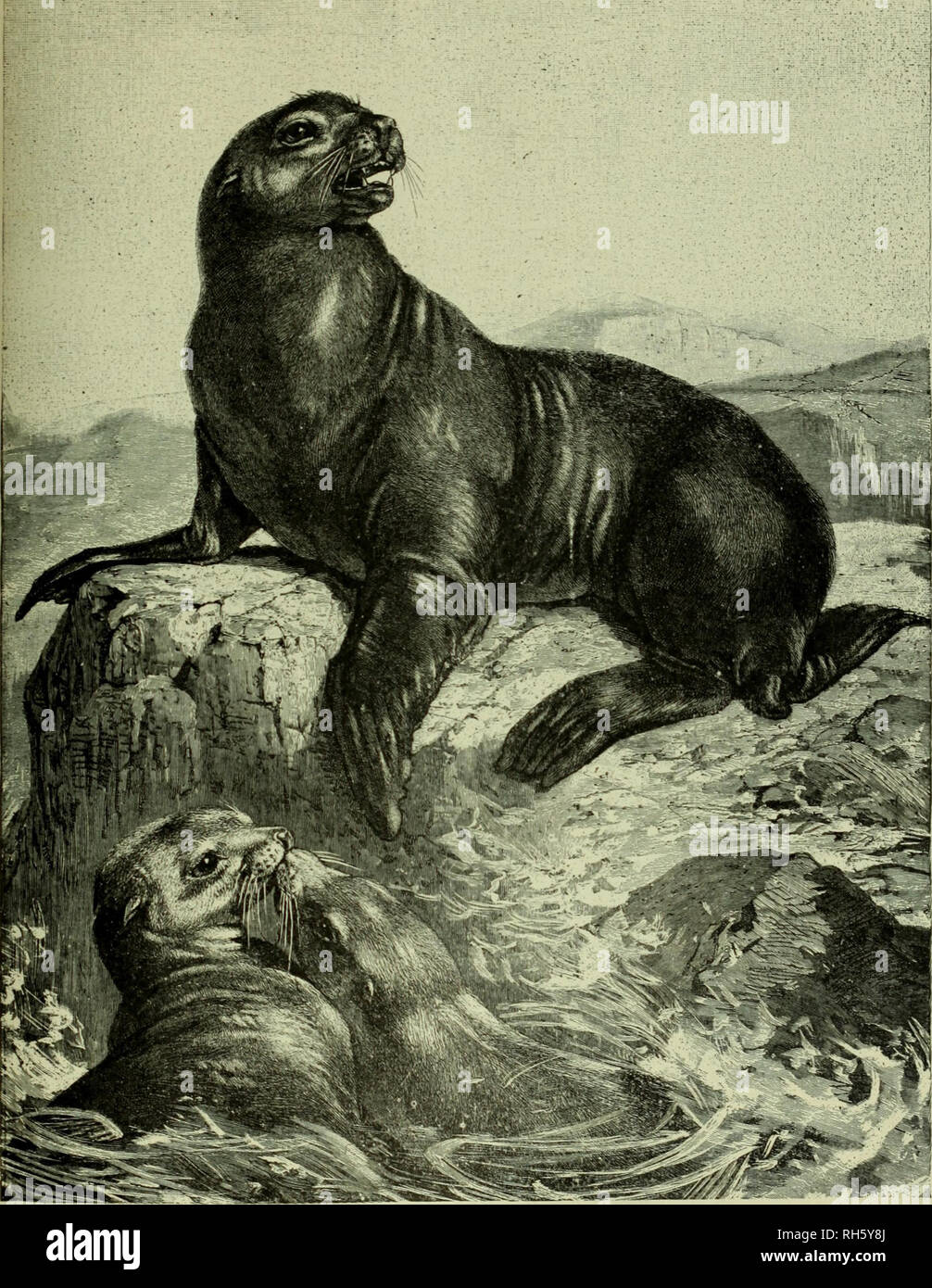 10 facts about seals seal characteristics