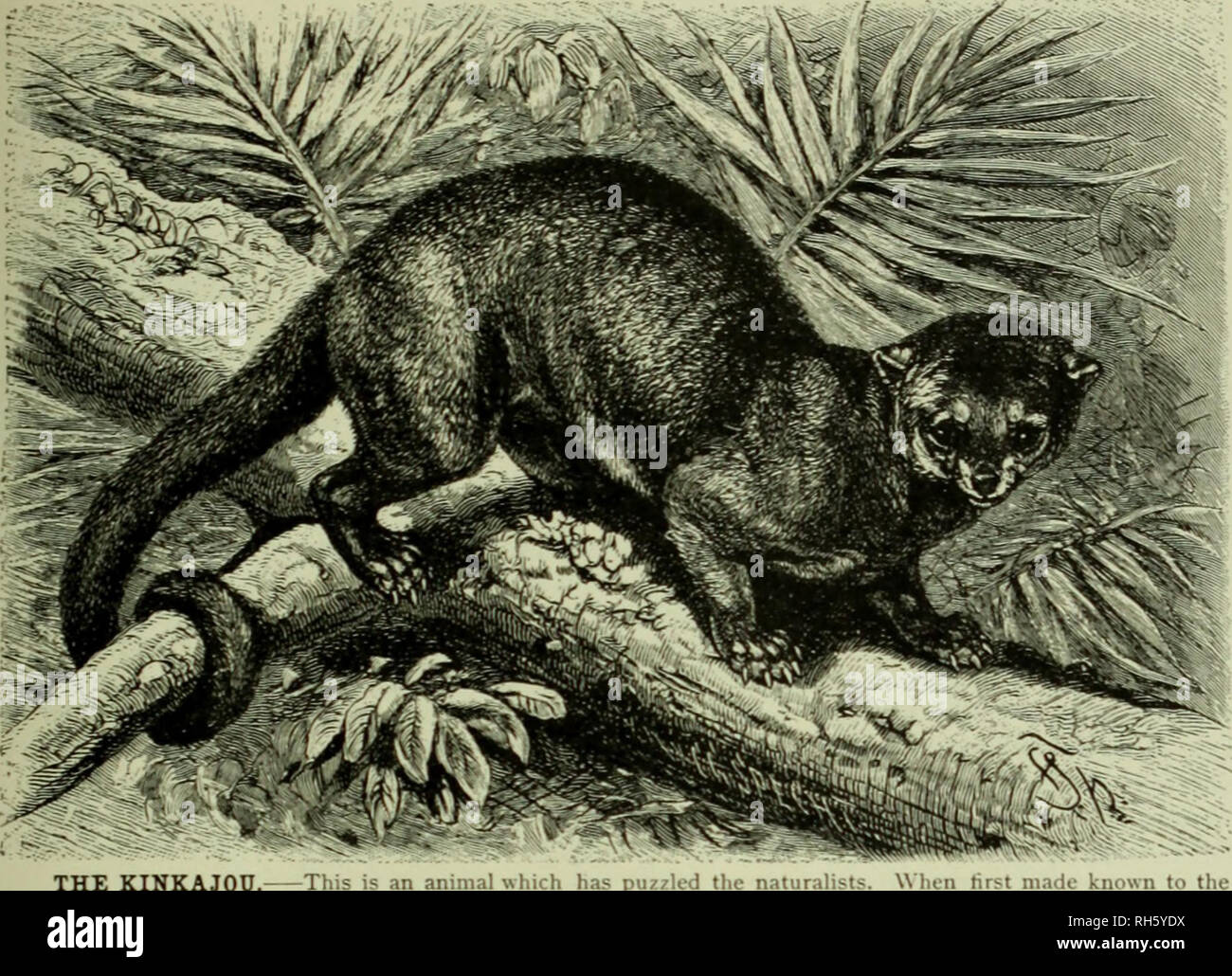 . Brehm's Life of animals : a complete natural history for popular home instruction and for the use of schools. Mammalia. Mammals; Animal behavior. THE BEAR FAMILY—KINKAJOU. 271 avail, for it courageously resists and bites those who punish it, be it the keeper or anybody else. Not much docility can be expected of so irritable and intractable a creature. It is hardly possible to train it for anything. Rengger saw one which stood on its hind legs, like a Poodle, at the command of. THE KINKAJOU. i is an animal which has puzzled the naturalists. Wl scientific world it was classed with the Lemurs,  Stock Photo