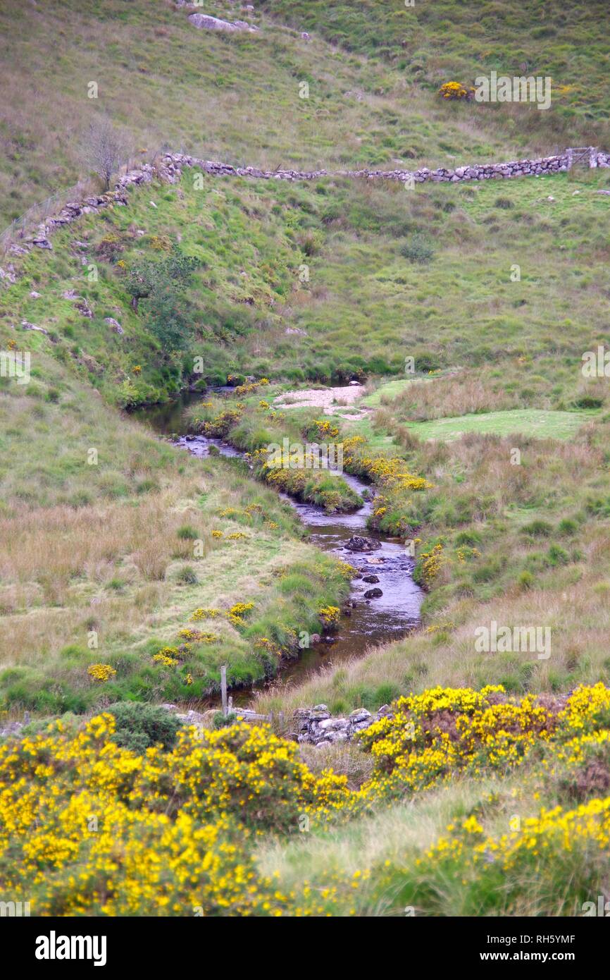 West Rive Dart by Gorse Bushes and a Drystone Wall. Dartmoor National Park, Devon, UK. Stock Photo