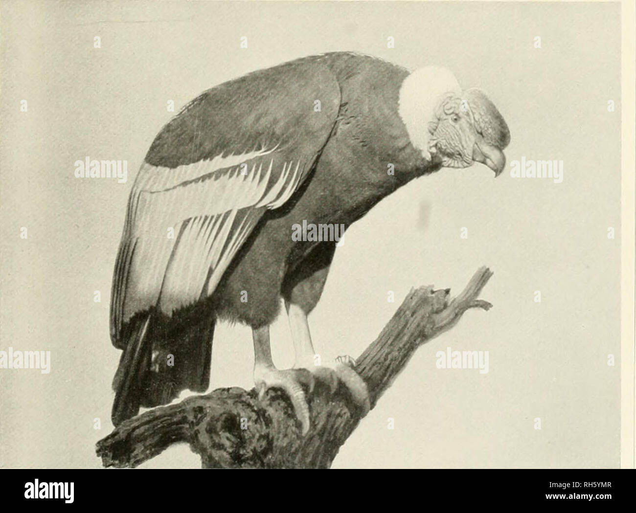 . Brehms Tierleben. Allgemeine kunde des Tierreichs. Zoology; Animal behavior. I. Rubcnacicr, CaUiaribles urubu VieilL i. Gr., s. S. 292. - New York Zoological Sociely phot.. 2. Kondor, ^arcoriianipims gryphus Linn. nat. Gr., s. S. 287. — New Vork Zoological Society phot. Please note that these images are extracted from scanned page images that may have been digitally enhanced for readability - coloration and appearance of these illustrations may not perfectly resemble the original work.. Brehm, Alfred Edmund, 1829-1884; Zur Strassen, Otto L. , 1869-; Heck, Ludwig, 1860-; Hempelmann, Friedrich Stock Photo