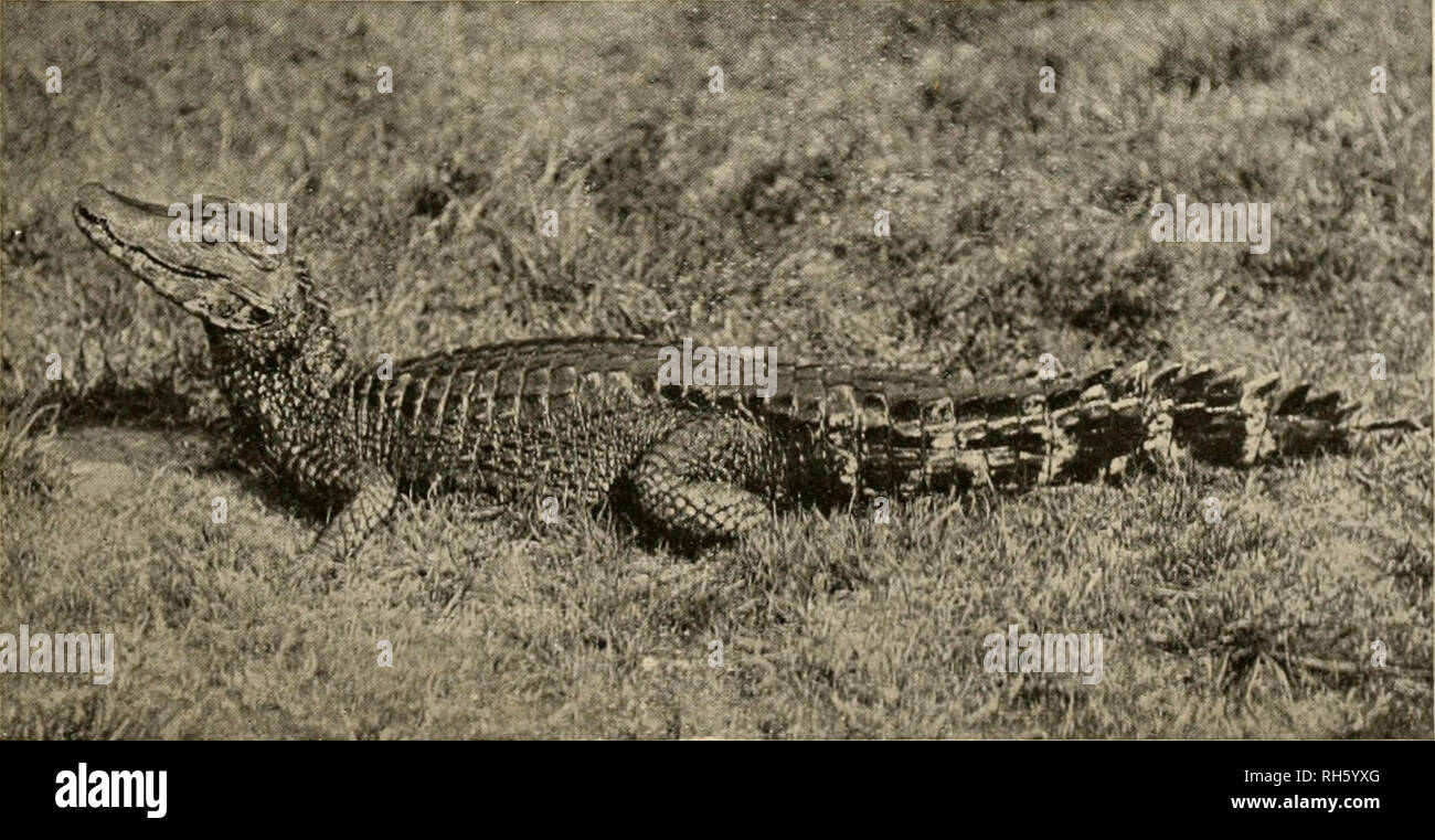 . Brehms Tierleben : allgemeine Kunde des Tierreichs . ; . 2. China-fllligator, Alligator sinensis Fauv. •;iä nat. Gr., s. S. 548. - W. S. Berridge, F. Z. S.-London phot.. 3. ßraucnküiman, Caiman palpebrosus Cuv. a nat Gr., s. S. 572. - W. S. Berridge, F. Z. S.-London phot.. Please note that these images are extracted from scanned page images that may have been digitally enhanced for readability - coloration and appearance of these illustrations may not perfectly resemble the original work.. Brehm, Alfred Edmund, 1829-1884; havior. Stock Photo