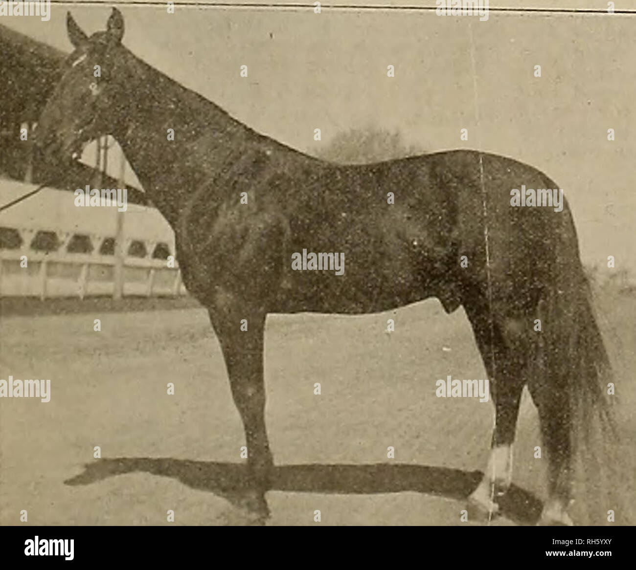 . Breeder and sportsman. Horses. EXPRESSIVE MAC 2:25 1-2 A. T. R No. 41513 Clara Mac 2H)4J Licensed Pare Bred. Cert. No. 1041. Sire of Vera Hal 2:05 9n,y s.allion in California to sire a new 2:05 performer in 1914, and one of three stallions in U. S. to sire two new ones in 2:05 that season. Also sire of Madam Mac (4) 2:1014, trial 2:07; Eddy Mac (3) 2:29%, trial 2:13; Nellie Mac, trial 2:18 trotting, good for 2:10 this year, and numerous others with fast trials. In four show classes at Fresno his colts won three firsts, one second. ELE^SneIE'^â¢*,1^ ^f the Sâ¢*11 br00a mare EXPRESSIVE 2:12./2 Stock Photo