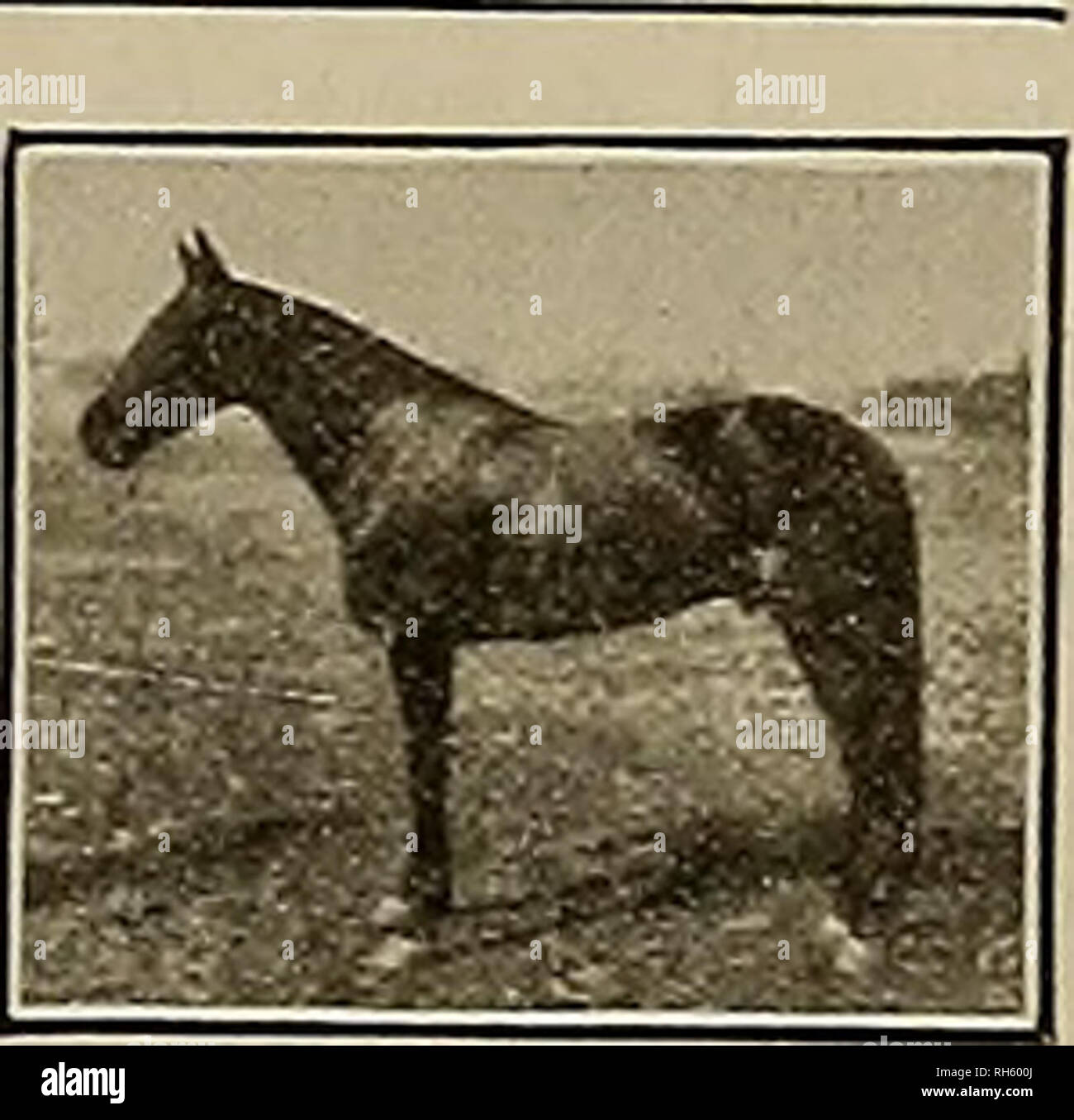 . Breeder and sportsman. Horses. SELL No 280 V Price 9.25 SEND FOR CATALOGUE J. DAVID WEST 1265-1267 Golden Gate Ave., near Fillmore St. Phone Park 1253 WHOLESALE AND RETAIL J THE PROOF 2,2:29 Q A.T.R. No. 51956 ° LICENCED PURE BRED 4 CERTIFICATE No. 1029 From the family of Bingen 2:06!4, foremost among present day champions of all ages and gaits. Son of The Exponent 2:11% (by Bingen, dam Iva Dee by Onward 2:25%), sire of 32 performers including The Temptress 2:08^, 6 three-year-olds, 20 two-year-olds and I yearling. First dam Chord 2:27 (dam of 4) by Wilkes Boy 2:24%, sire of 4 and the dams o Stock Photo