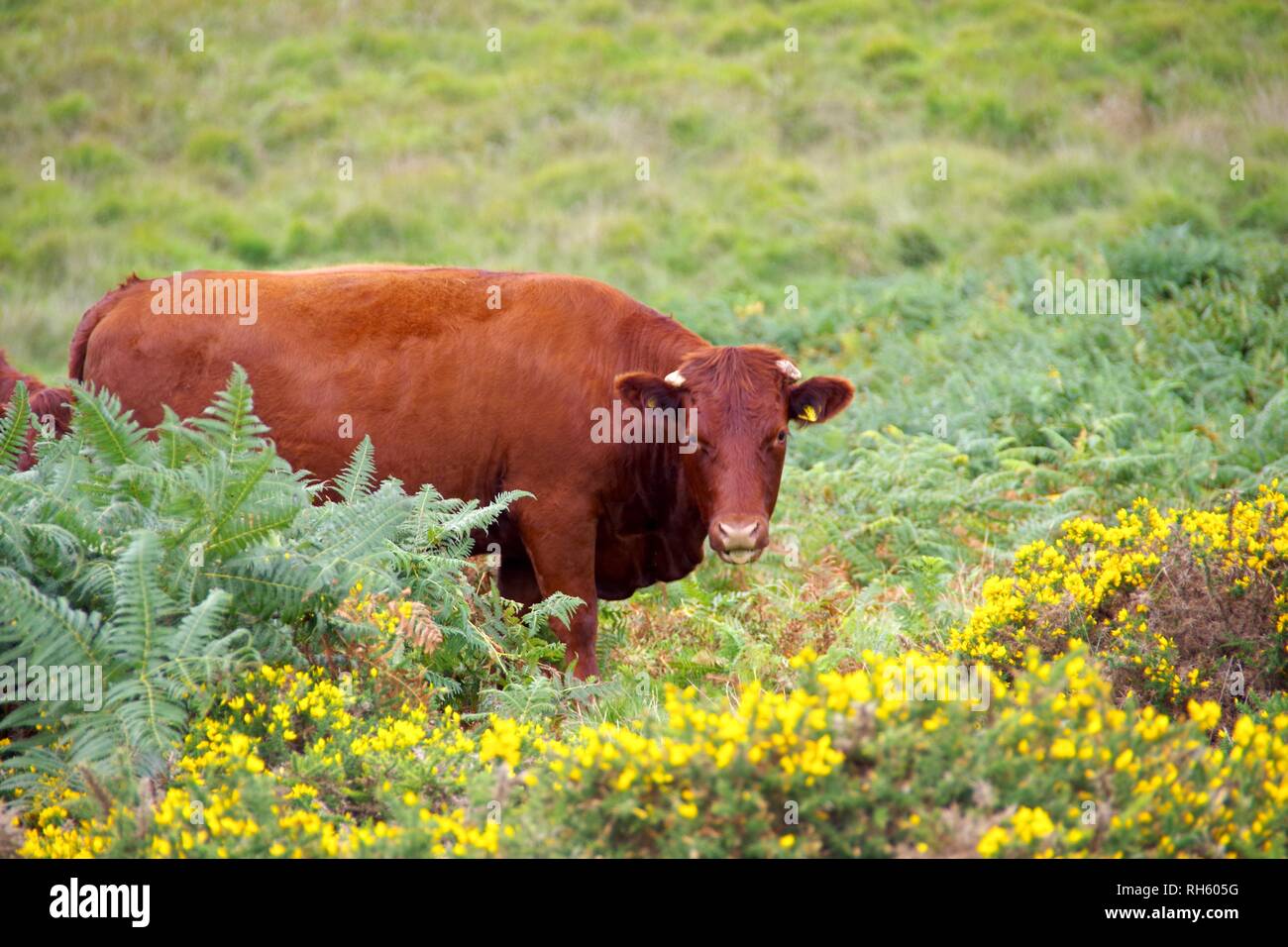 Ruby bridges hi-res stock photography and images - Alamy