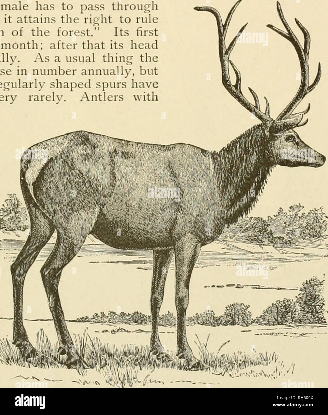 Brehm's Life of animals : a complete natural history for popular home  instruction and for the use of schools. Mammals; Animal behavior. THE  DEER—RED DEER. 529 Fawns of the Red Deer