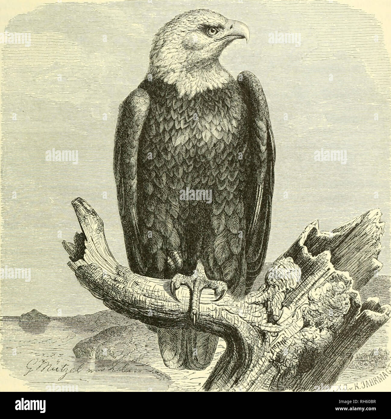Brehms Tierleben Allgemeine Kunde Des Thierreichs Mit 1910 Abbildungen Im Text 11 Karten Und 180 Tafeln