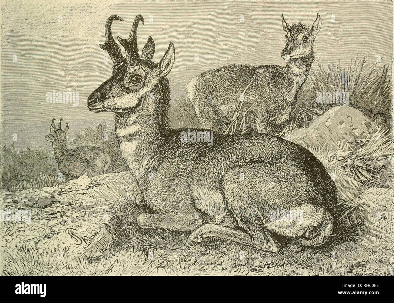 Brehm S Life Of Animals A Complete Natural History For