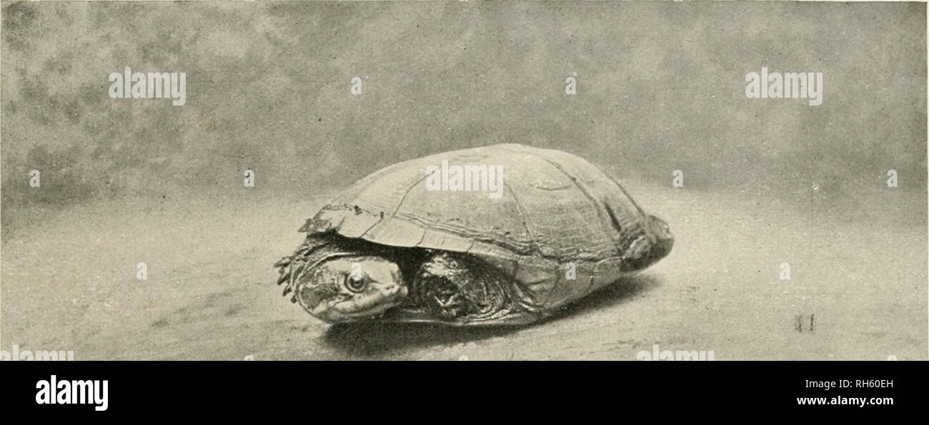 . Brehms Tierleben : allgemeine Kunde des Tierreichs . ; . SchildkrÃ¶ten IV.. 1. Sternoiliaerus adansoni Schweigg. Vs nat. Gr., s. S. 470. - L. Medland, F. Z. S.-Finchley, N., phot. pi^^L â 1 I^K 2. lllÃ¼tamÃ¼ta, Chelys fimbriata Sehn. '/9 nat. Gr., s. S. 4S0. - L. Medland, F. Z. S.-Finchley, N., phot.. Please note that these images are extracted from scanned page images that may have been digitally enhanced for readability - coloration and appearance of these illustrations may not perfectly resemble the original work.. Brehm, Alfred Edmund, 1829-1884; havior. Stock Photo