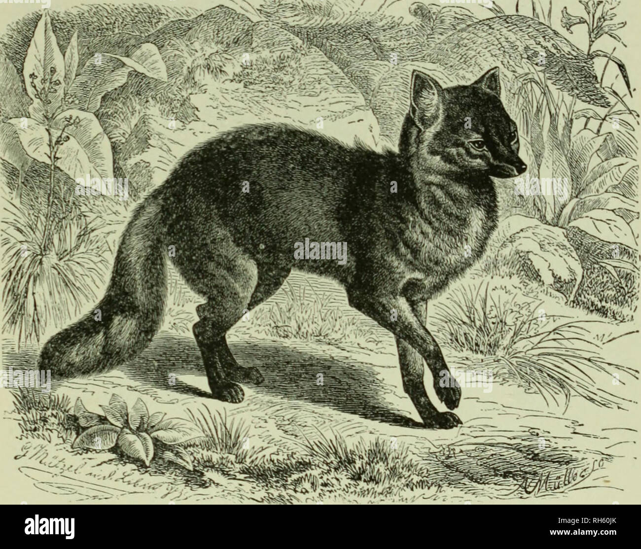 Brehm S Life Of Animals A Complete Natural History For Popular
