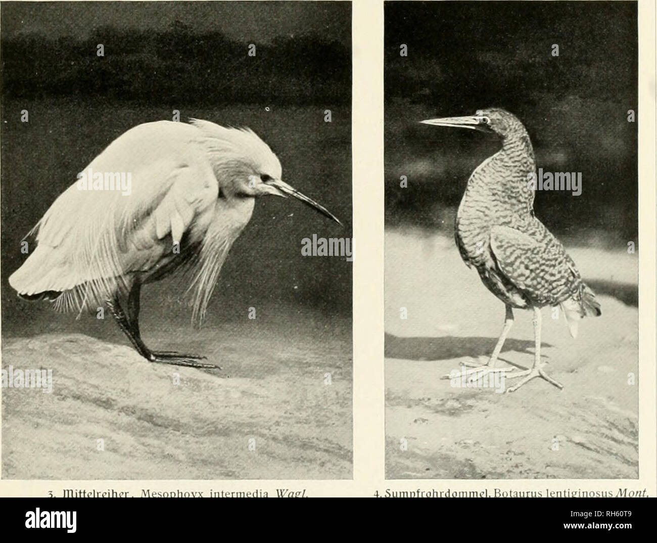 . Brehms Tierleben. Allgemeine kunde des Tierreichs. Zoology; Animal behavior. 1. Kahnfchnabcl, Canchroma cochlearia Linn. ^/'j nat. Tu ^ &quot; v P. Dando-London phot. 2. nachtrciher, Nycticorax nycticorax Linn. 1 nat. Gr., s. S. 164. - New York'Zoologicül Society pliot.. mittclrcihor, AU-iophoyx iiUcniK-dia Wa^l. r-, s.S. 137. — Scholastic Photographie Co.-London phot. S. 162. — New York Zool. Society phot.. Please note that these images are extracted from scanned page images that may have been digitally enhanced for readability - coloration and appearance of these illustrations may not perf Stock Photo