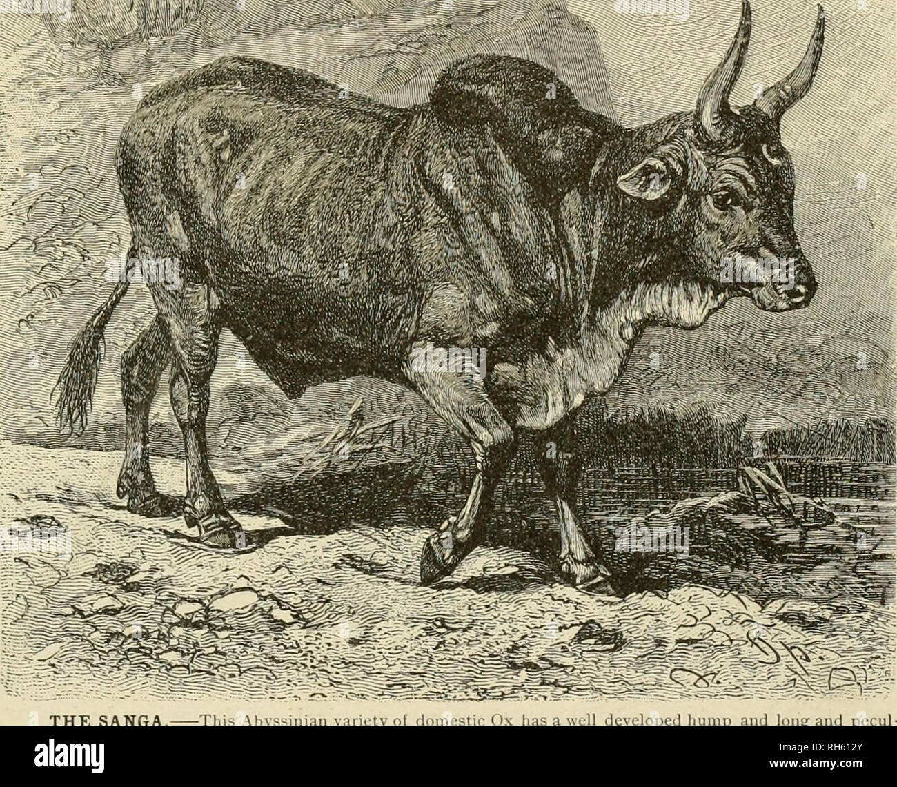 . Brehm's Life of animals : a complete natural history for popular home instruction and for the use of schools. Mammals; Animal behavior. THE HORNED AX I MAIS DOMESTIC OXEN. 479 white mark on the buttocks may be considered the most conspicuous distinctive feature; the lower half of the legs and the upper surface of the tips of the ears are also white. The Habitat, Range The Banteng is a native of Java, and Habits of Borneo and the eastern portion of the Banteng. Sumatra; but it also inhabits por- tions of the Asiatic continent, namely, the Malay Peninsula, Tenasserim and Pegu, and probably als Stock Photo