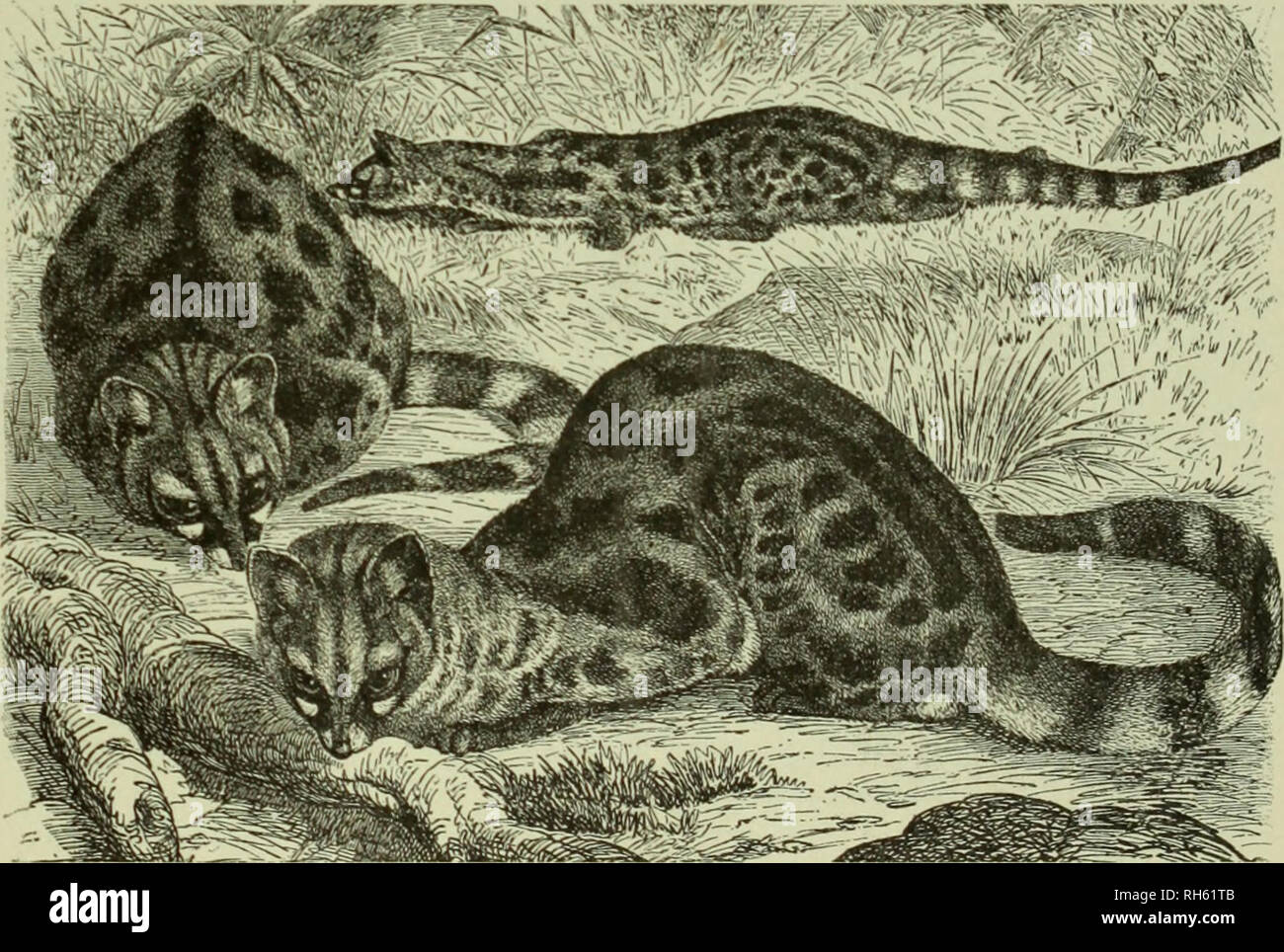 Brehm's Life of animals : a complete natural history for popular home instruction and for the use of schools. Mammalia. Mammals; Animal behavior. THE LESSER CIVET, OR RASSE. One of the Brehm's Life of animals : a complete natural history for popular home instruction and for the use of schools. Mammalia. Mammals; Animal behavior. THE LESSER CIVET, OR RASSE. One of the