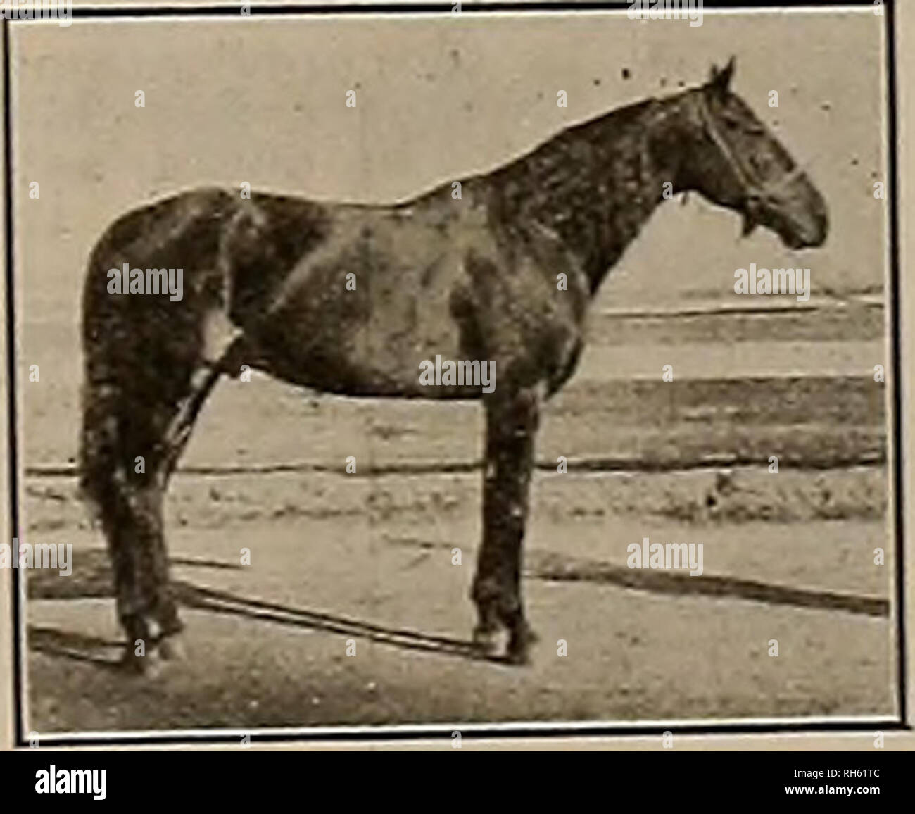 . Breeder and sportsman. Horses. LOUISE CARTER 3, 2:24 Dam of mibur Loa (3) 2:1054 Mamll Alwln 2:12 Martin Carter (3i 2:29M Daughter of ChestnutTom 2:15 by Nutwood Wilkes 2:16% Sired by KINNEY LOU 2:07 3- Sire of Wilbur Lou 2:10'-.t True Kinney (2) 2:19 21 Standard Performers Son of McKinney 2:11% and Mary Lou 2:17 WORLD'S CHAMPION YEARLING TROTTING STALLION 1910 Unbeaten Two-Year-Old In 1911 S&amp;gKW.*S2S ffSMW. 5HS £=*^ Also holder of the World's Record of a Five-Heat Race by a 3-yr.-old Stallion Limited number of approved mares at $100 the season. ia/11 our l ou was bred to seven (7) mare Stock Photo