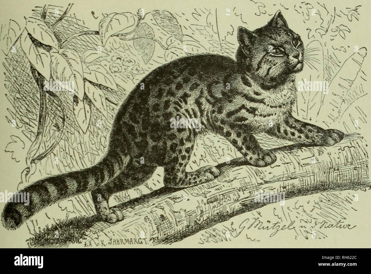 Brehm's Life of animals : a complete natural history for popular home  instruction and for the use of schools. Mammalia. Mammals; Animal behavior.  THE CAT FAMILY—MARGUA Y. 129 and dark red