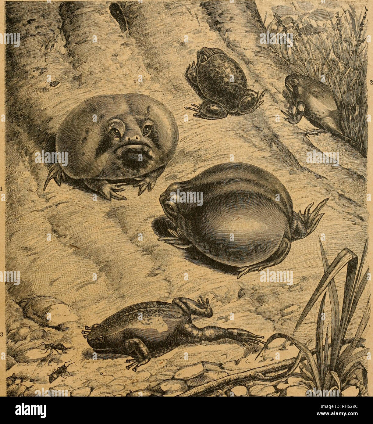 Brehms Tierleben Allgemeine Kunde Des Tierreichs Dftafrifantfce Er F Urgfol F 279 Tt A