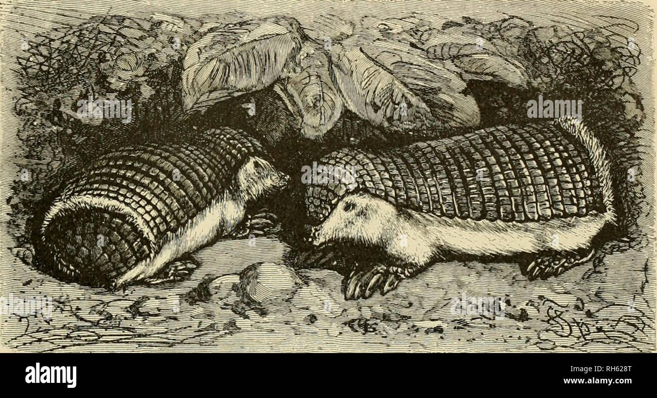 Brehm's Life of animals : a complete natural history for popular home  instruction and for the use of schools. Mammals; Animal behavior. THE  PANGOLINS. 393 subterranean palace and probably appears on