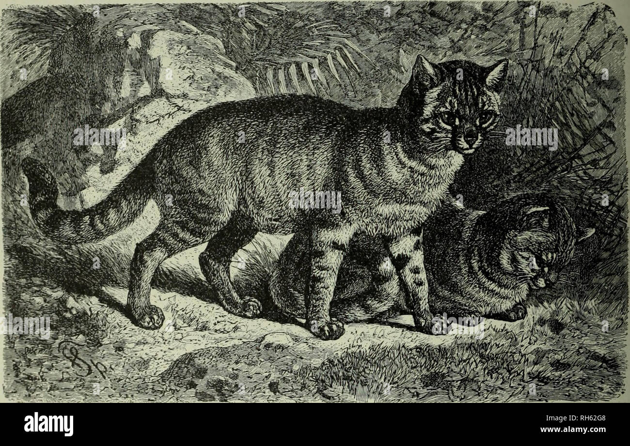 Brehm S Life Of Animals A Complete Natural History For