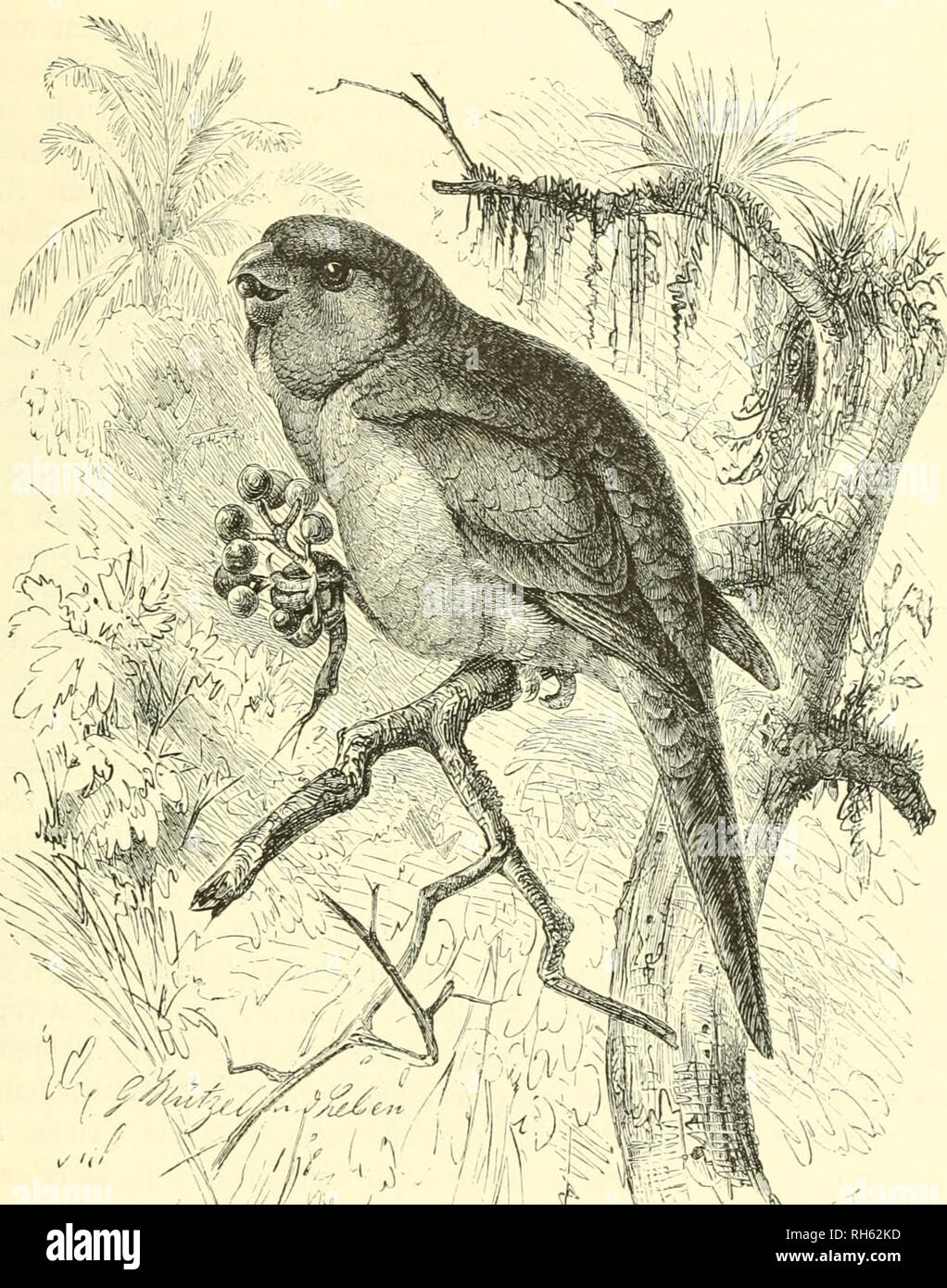 Brehms Tierleben; allgemeine kunde des thierreichs. Mit 1910 abbildungen im  text, 11 karten und 180 tafeln in farbendruck und holzschnitt.. Zoology;  Animal behavior; Zoologia Geral. 9Jfönc[;jitttc§. Jirihi. 295 bunfelblau.  S)a§ 3Iuge