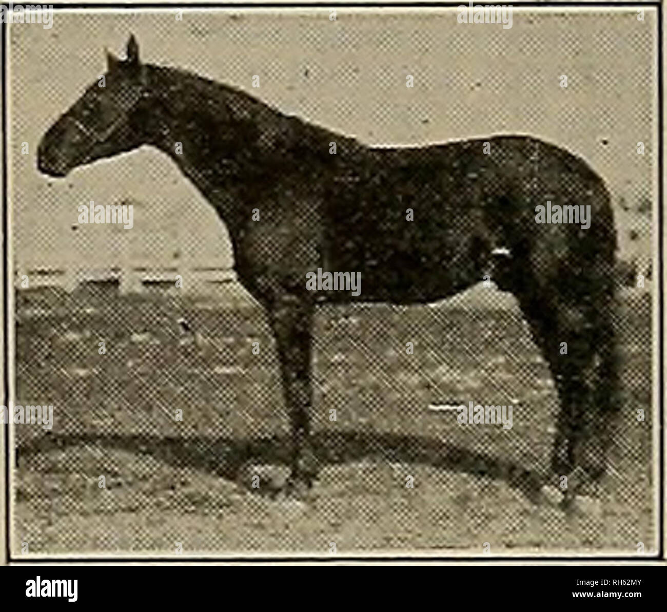 . Breeder and sportsman. Horses. Dam LOUISE CARTER 3, 2:24 Dam of Wilbur Lou (3) 2:1 OK Mamie Alwln 2:12 Martin Carter (3) 2:29M Daughter of Chestnut Tom 2:15 by Nutwood Wilkes 2:16% WORLD'S CHAMPION YEARLING TROTTING STALLION 1910 Unbeaten Two-Year-Old in 1911 Winner of California State Fair and Pacific Coast Breeders' Association Futurities in 1912. Record in Third Heat of a Winning Race. Also holder of the World's Record of a Five-Heat Race by a 3-yr.-old Stallion Limited number of approved mares at $100 the season. WILBUR LOU was bred to seven (7) mares in 1912 and got seven (7) foals; six Stock Photo