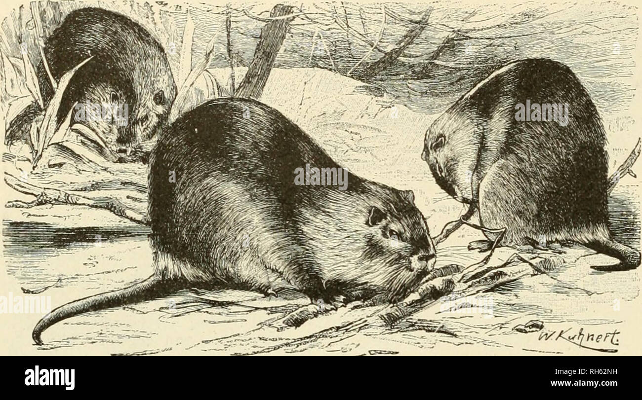 Brehm's Life of animals : a complete natural history for popular home  instruction and for the use of schools. Mammals; Animal behavior. 308 THE  RODENTS OR GNAWING ANIMALS. Every couple excavates