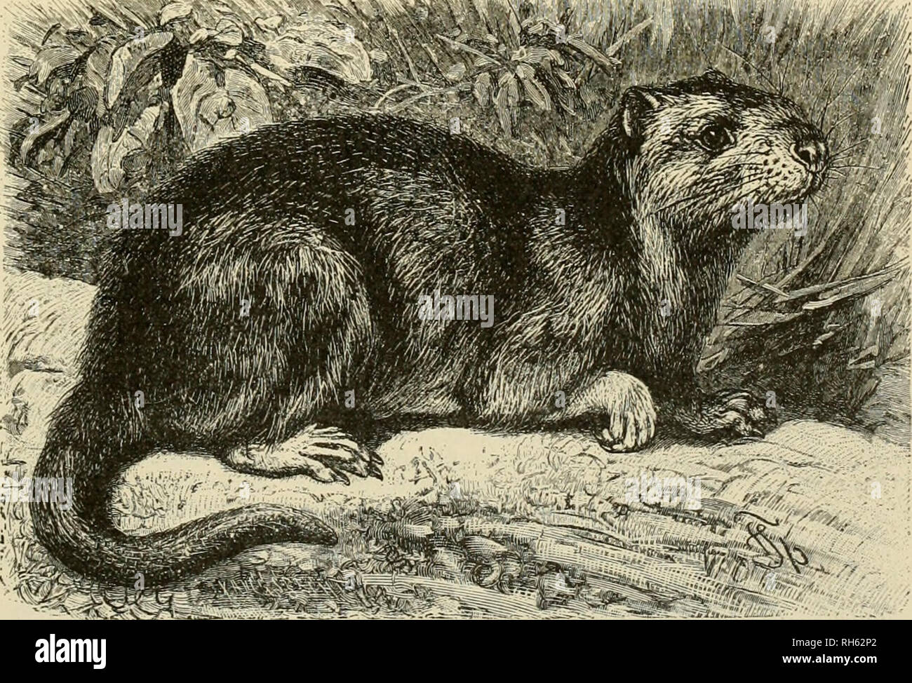 . Brehm's Life of animals : a complete natural history for popular home instruction and for the use of schools. Mammals; Animal behavior. THE TUCO-TUCO. A member of the Octodon family of Rodents which forms a distinct genus is an inhabitant of Patagonia, called by the native tribes Tuco-tuco. It has five toes on each foot, the innermost toe being much shorter than the other four. It measures about ten inches, of which about two and a half inches belong to the tail. The fur is brownish gray tinged with yellow, and lighter on the under portion. It inhabits the plains of Patagonia north of the Ri Stock Photo