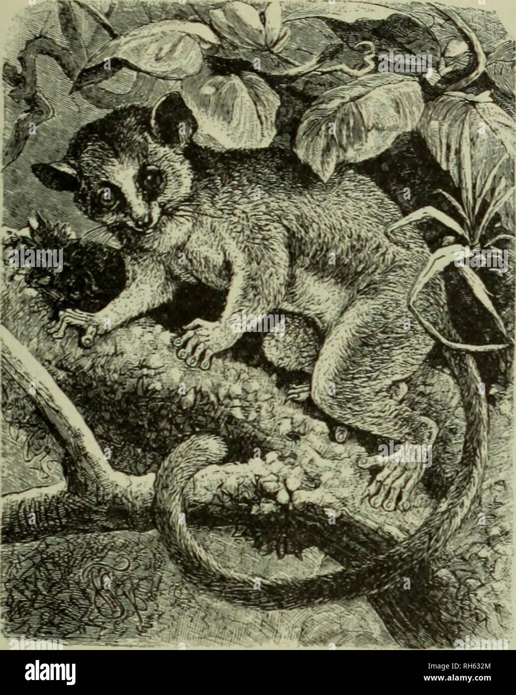 Brehm's Life of animals : a complete natural history for popular home  instruction and for the use of schools. Mammalia. Mammals; Animal behavior.  THE AVE-AVE. 73 The natives regard him as