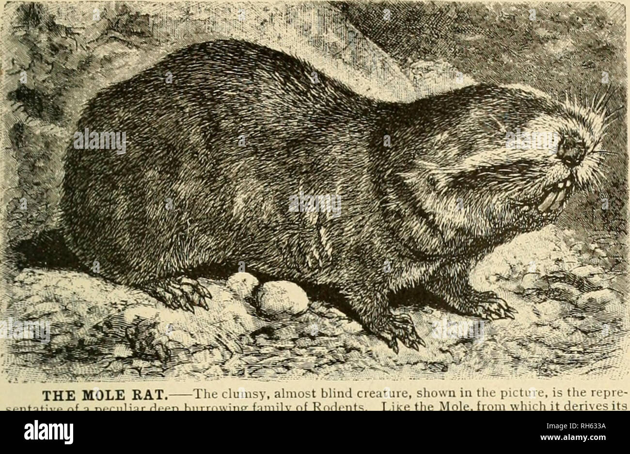 Brehm's Life of animals : a complete natural history for popular home instruction and for the use of schools. Mammals; Animal behavior. THE MOLE RATS. 351 move forward and backward with Brehm's Life of animals : a complete natural history for popular home instruction and for the use of schools. Mammals; Animal behavior. THE MOLE RATS. 351 move forward and backward with