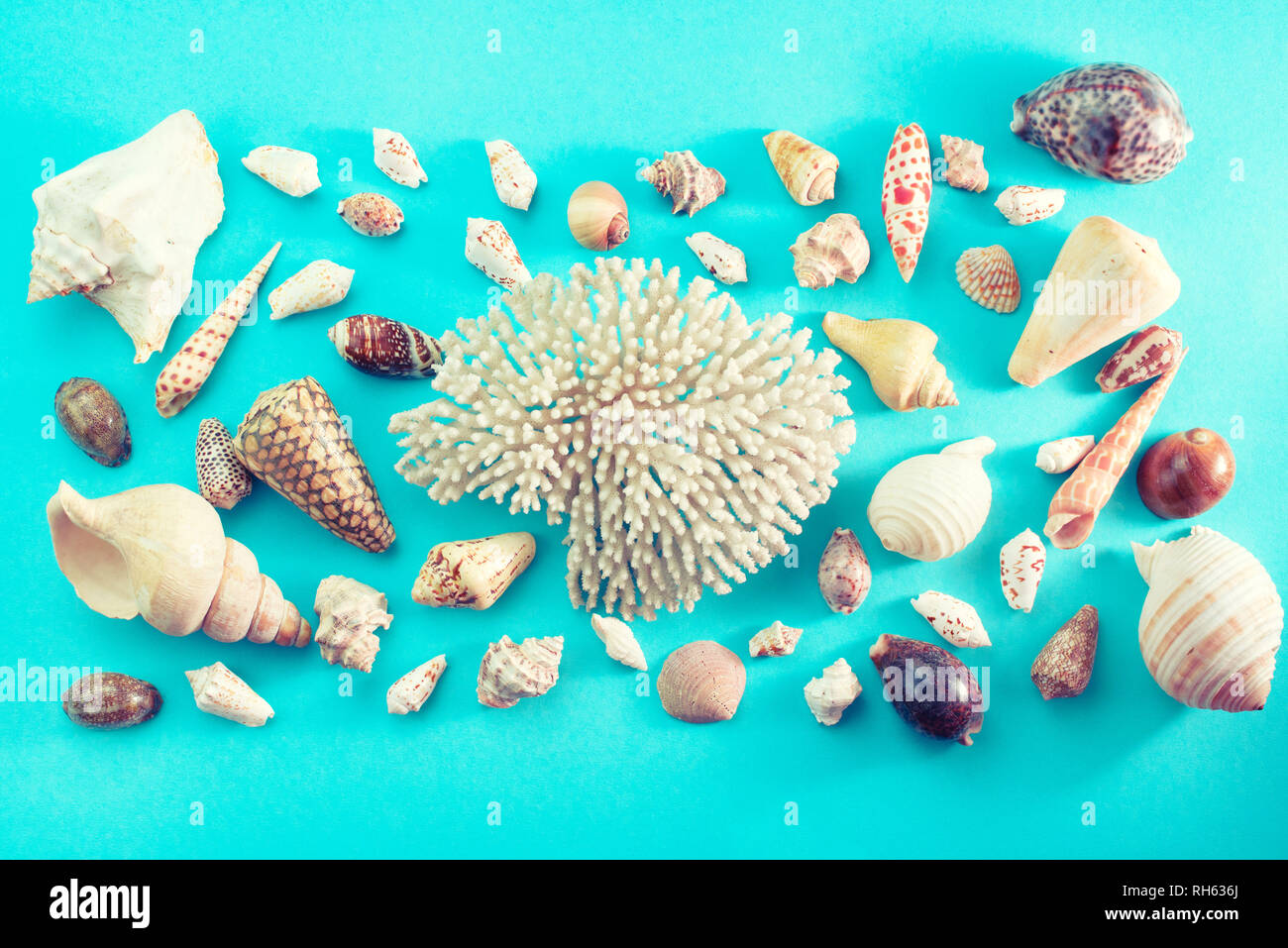 Different sea shells on blue background. Top view flat lay Stock Photo