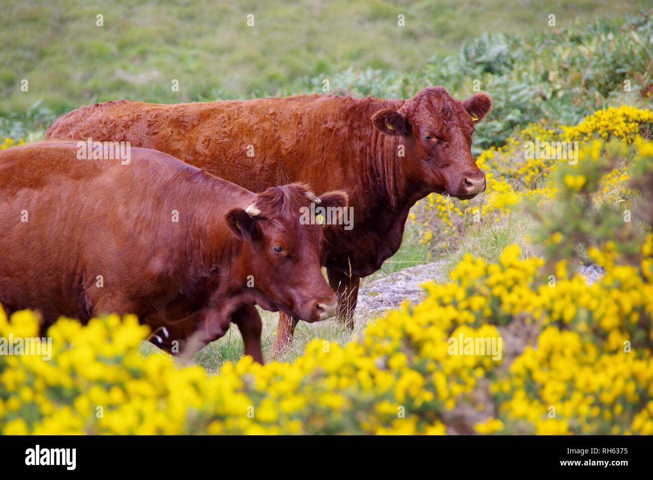 Ruby bridges hi-res stock photography and images - Alamy