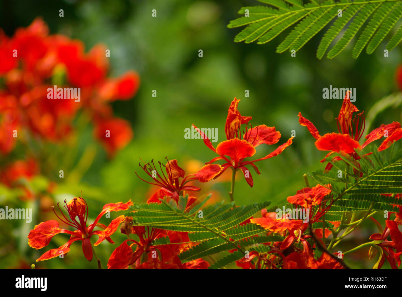 Red flower name Flame Tree ( Hang-Nok-Yung Stock Photo - Alamy