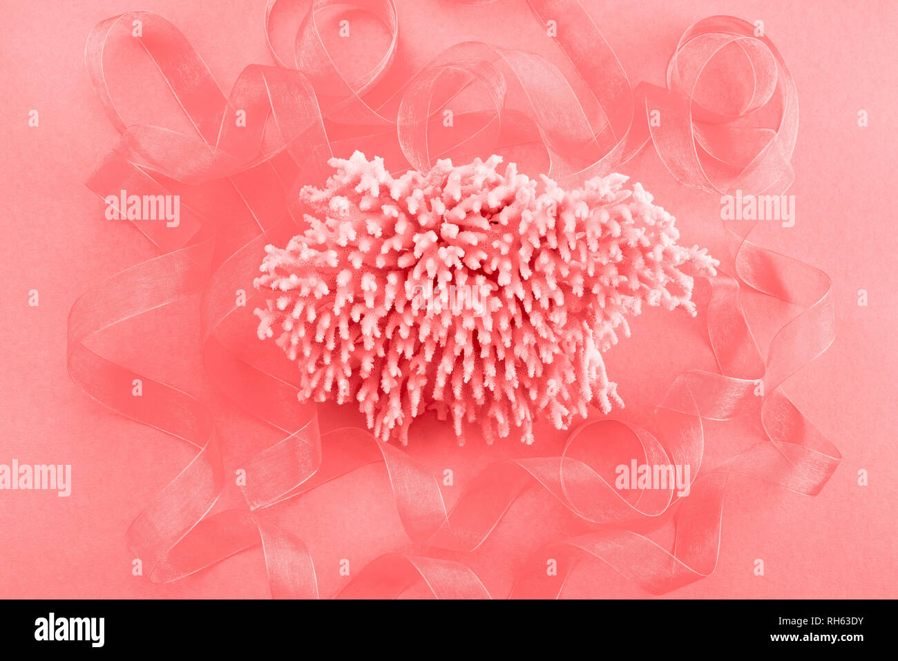 Different sea shells on live coral background. Top view flat lay Stock Photo