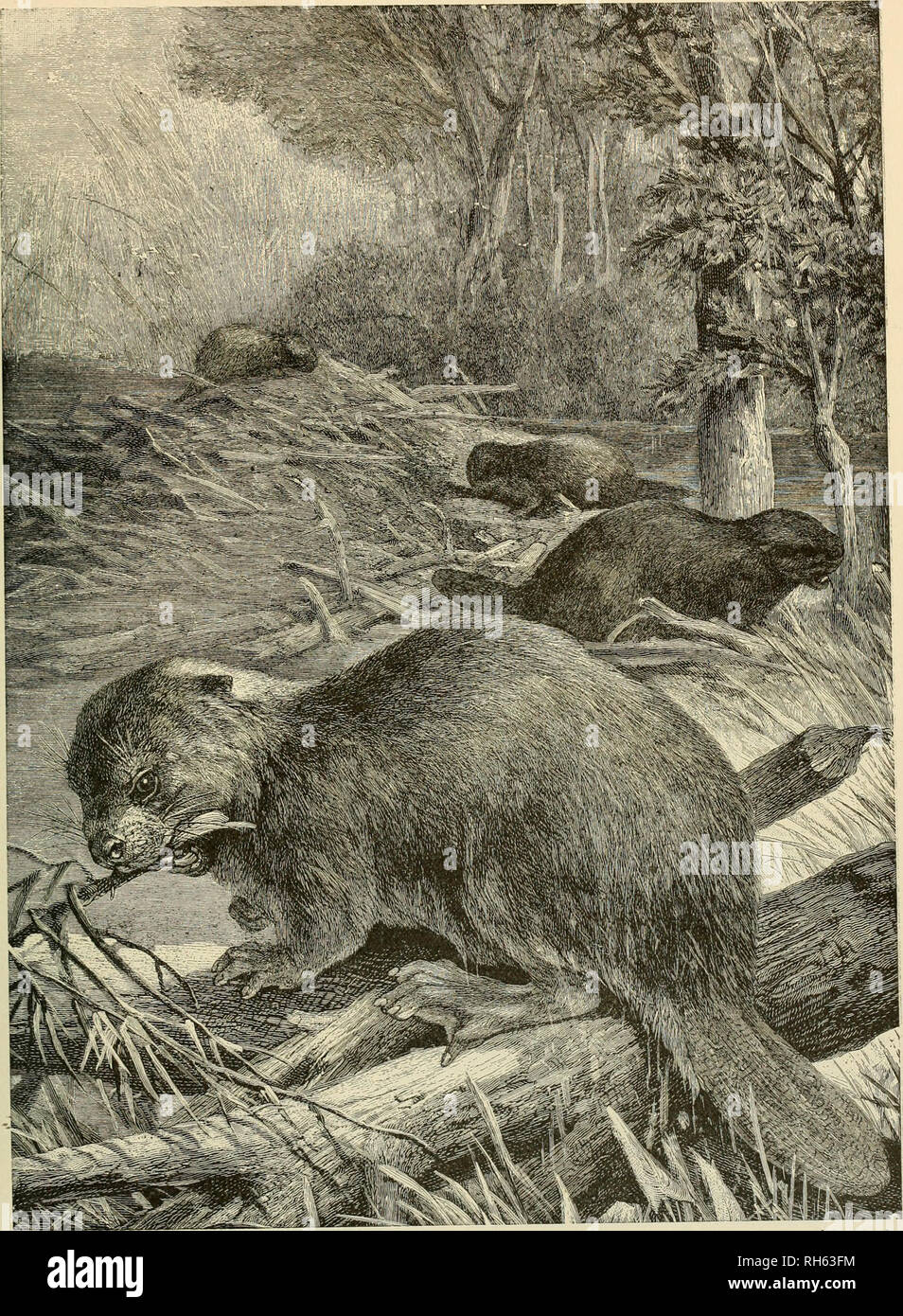Brehm's Life of animals : a complete natural history for popular home  instruction and for the use of schools. Mammals; Animal behavior. THE  BEAVER. This Rodent is found in three Continents,