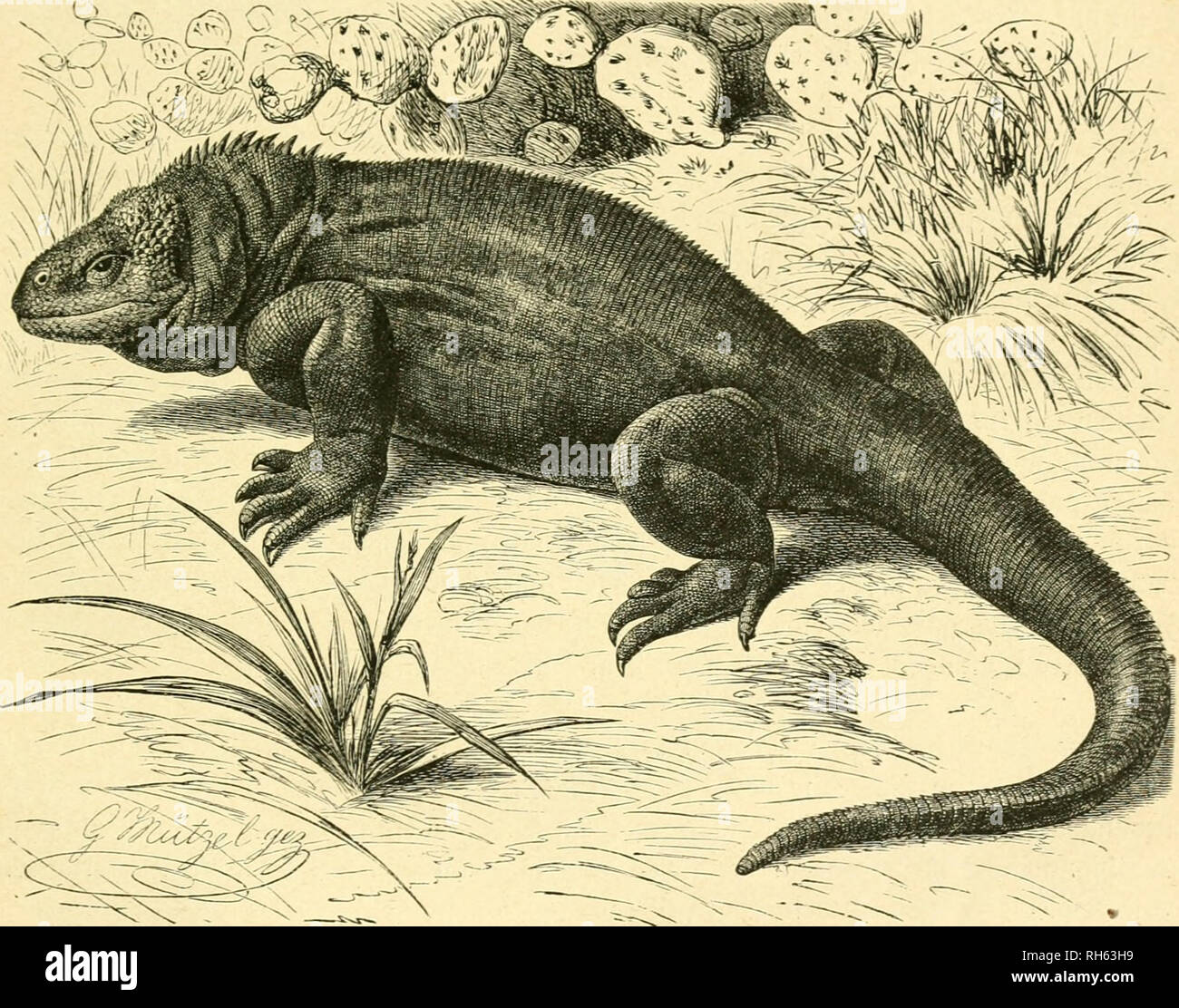. Brehms Tierleben : allgemeine Kunde des Tierreichs . ; . ^ruienfo|)f. 91 fie an[tnrrr, rollen fie iljrcn ^djWan^, crl)eticn jidi au] if}re Sl^orbcrbeine, nicfen mit bem ^opie in einer fdine(fen, fenfrcd)ten ^emccpuig unb geben fid) ein ie()r böfes '^^(nfeljen, bas bei SSirffidjfeit jebod) feinei^luegy entj^iridjt: benn menn tnan nur mit bem gii^e auf ben S3oben ftampft, feufen fie if)ren 'Sd}n?an5, unb fort c]el]t e§, fo |'d)ne(( fie fönnen. ... '^^enn ber 3)rufento^if feftgebaften unb mit einem Stocfe gereift n^irb, beiftt er IjCftig; id) fing jebod} mnndjen beim Sdilonnje, unb feiner bon b Stock Photo