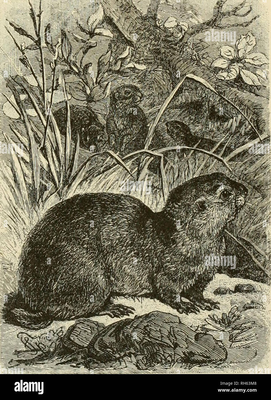 Brehm's Life of animals : a complete natural history for popular home instruction and for the use of schools. Mammals; Animal behavior. THE BURUNDUK. - Striped Siberian Ground Squirrel, is the Brehm's Life of animals : a complete natural history for popular home instruction and for the use of schools. Mammals; Animal behavior. THE BURUNDUK. - Striped Siberian Ground Squirrel, is the
