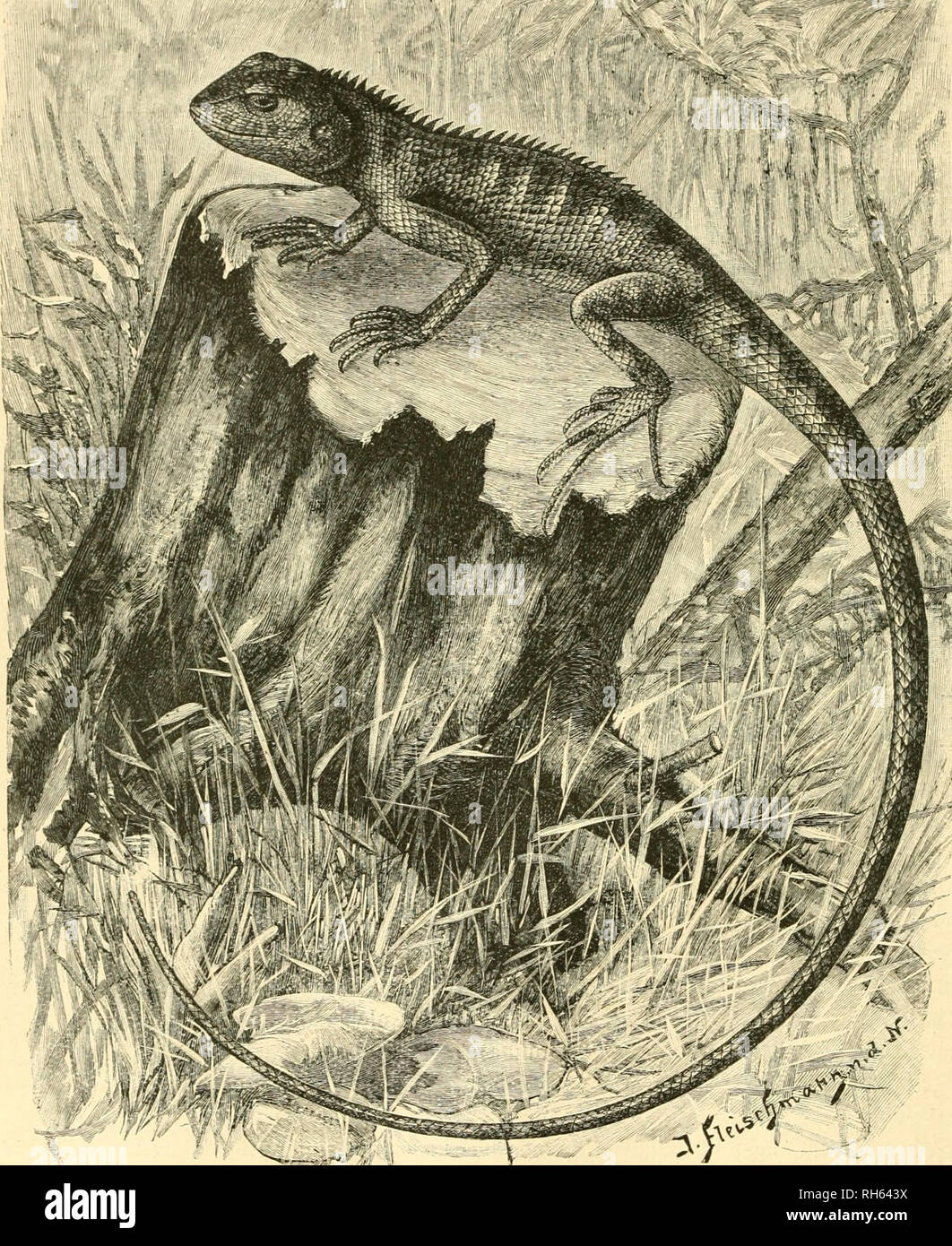 S Ae Ef E A High Resolution Stock Photography And Images Alamy