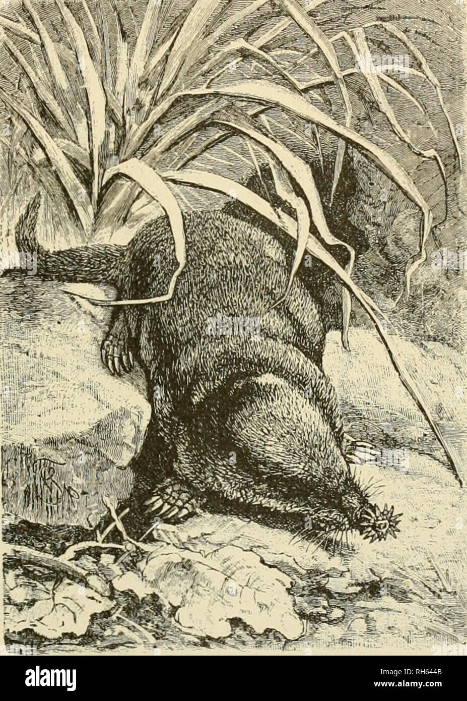 Brehm's Life of animals : a complete natural history for popular home  instruction and for the use of schools. Mammals; Animal behavior. THE MOLES-COMMON  MOLE. 295 Birth Once or twice a