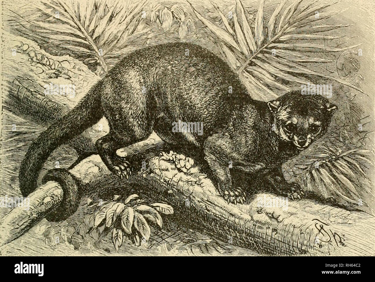 . Brehm's Life of animals : a complete natural history for popular home instruction and for the use of schools. Mammals; Animal behavior. THE BEAR FAMILY—KINKAJOU. 271 avail, for it courageously resists and bites those who punish it, be it the keeper or anybody else. Not much docility can be expected of so irritable and intractable a creature. It is hardly possible to train it for anything. Rengger saw one which stood on its hind let like a Poodle, at the command of did the one in Paris. This enigmatical creature was a Kinkajou, an animal really nearly unknown at the time. Some believed it to  Stock Photo